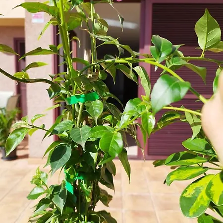 Vivienda Vacacional Compartida Bed & Breakfast *